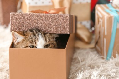 Evde Noel hediyesi kutusunda sevimli komik bir kedi.