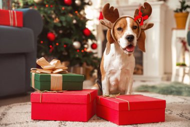 Geyik boynuzlarıyla sevimli bir köpek ve Noel için dekore edilmiş hediyeler.