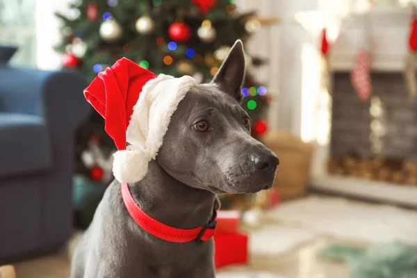 Cute dog z kapeluszem Santa w pokoju urządzone na Boże Narodzenie — Zdjęcie stockowe
