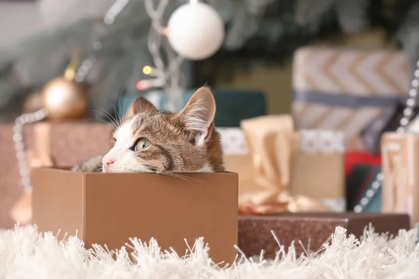 Niedliche lustige Katze in Weihnachtsgeschenkbox zu Hause — Stockfoto
