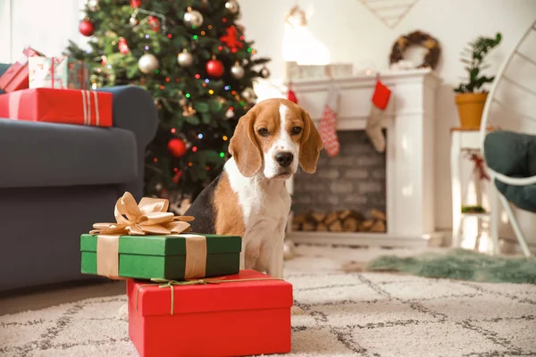 Cute dog with gifts in room decorated for Christmas — Stock Photo, Image