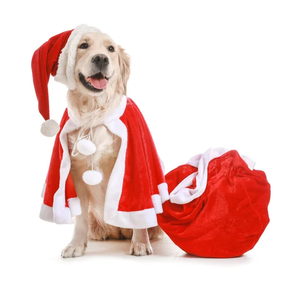 Cute zabawny pies w stroju Mikołaja na białym tle — Zdjęcie stockowe