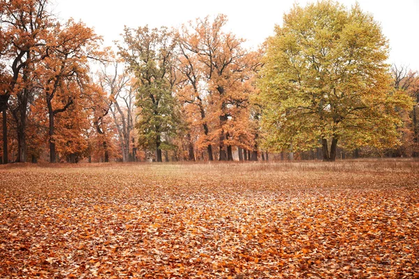 Pohled na krásné podzimní park — Stock fotografie