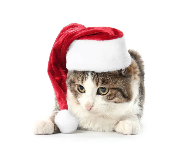 Cute funny cat in Santa hat on white background — Stock Photo, Image