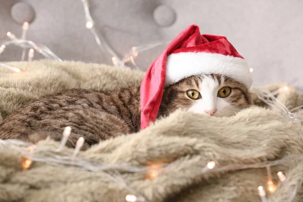 Süße lustige Katze mit Weihnachtsmütze zu Hause — Stockfoto