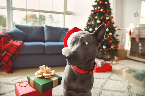 Lindo perro con sombrero de Santa en la habitación decorada para Navidad — Foto de Stock