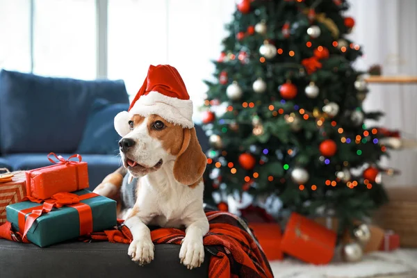 Cute dog with Santa hat in room decorated for Christmas