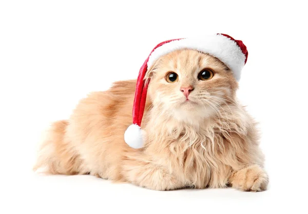 Cute funny cat in Santa hat on white background — Stock Photo, Image