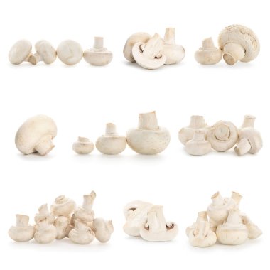 Beyaz arka planda taze şampiyon mantarları