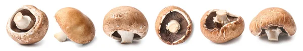 Frische Champignon-Pilze auf weißem Hintergrund — Stockfoto
