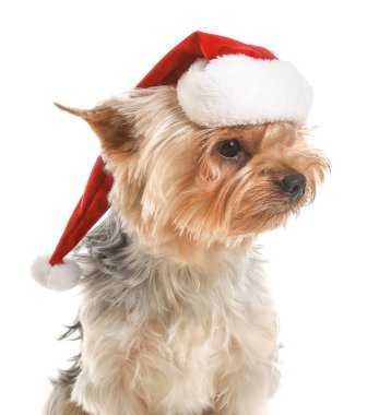 Beyaz arka planda Noel Baba şapkalı şirin köpek.