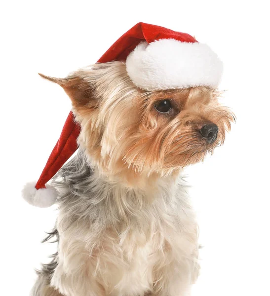 Симпатичная собака в шляпе Санты на белом фоне — стоковое фото