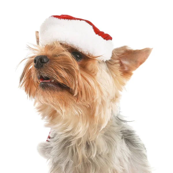 Cute dog in Santa hat on white background — Stock Photo, Image