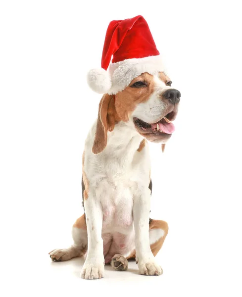 Söt hund i Santa hatt på vit bakgrund — Stockfoto