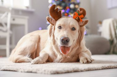 Noel için süslenmiş geyik boynuzlarıyla sevimli bir köpek.