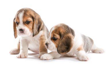Beyaz arka planda şirin köpek yavruları.