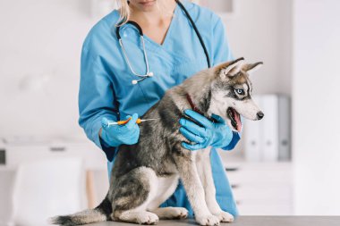 Klinikte veteriner mikroçipli şirin köpek yavrusu.
