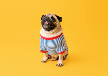 Renkli tişörtlü sevimli pug dog.