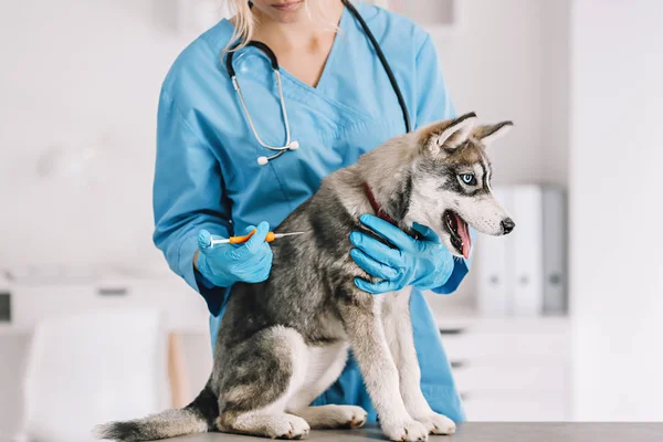 Veterinarian microchipping cute puppy in clinic — ストック写真