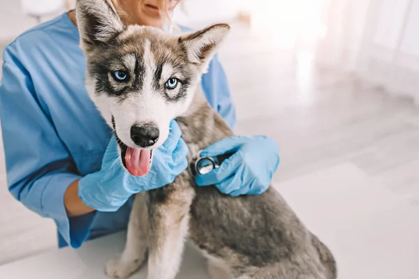 Veterinarian examining cute husky puppy in clinic — ストック写真