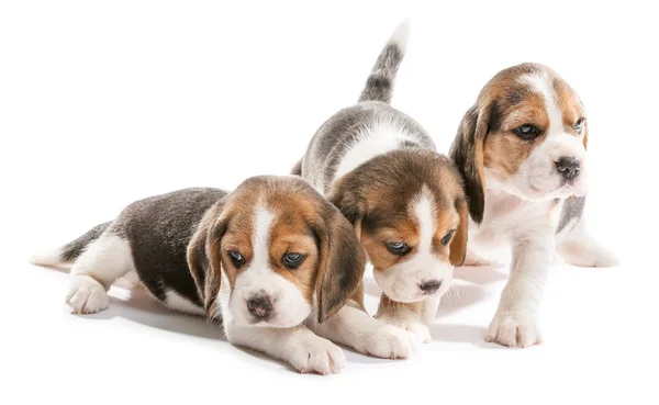 Chiots beagle mignons sur fond blanc — Photo