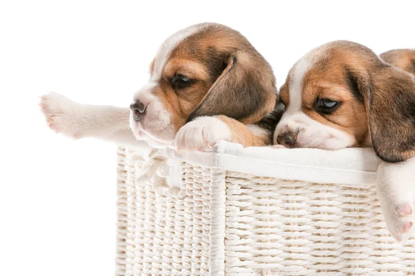 Mignon beagle chiots en boîte sur fond blanc — Photo