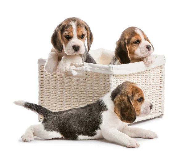 Mignon beagle chiots en boîte sur fond blanc — Photo
