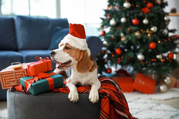 Niedlicher Hund mit Weihnachtsmütze im weihnachtlich dekorierten Zimmer — Stockfoto