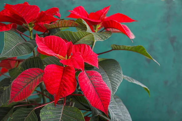 Christmas flower poinsettia on color background, closeup — Stock Photo, Image