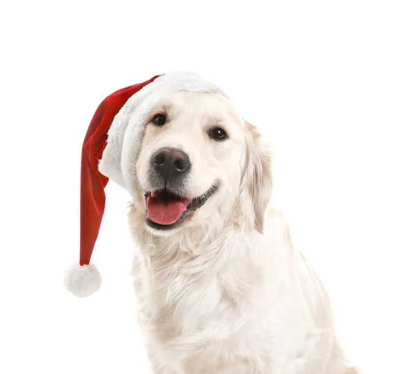 Söt rolig hund i Santa hatt på vit bakgrund — Stockfoto