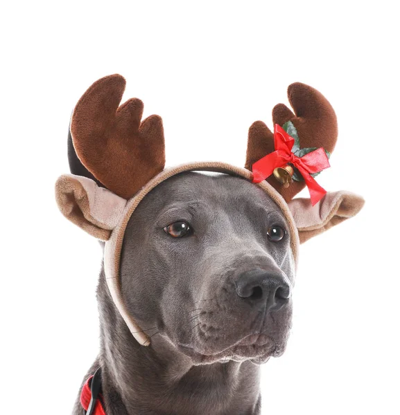 Lindo perro con cuernos de ciervo de Navidad sobre fondo blanco — Foto de Stock