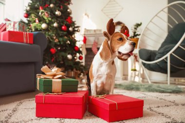 Geyik boynuzlarıyla sevimli bir köpek ve Noel için dekore edilmiş hediyeler.