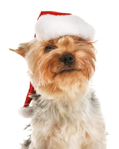 Netter Hund mit Weihnachtsmütze auf weißem Hintergrund — Stockfoto