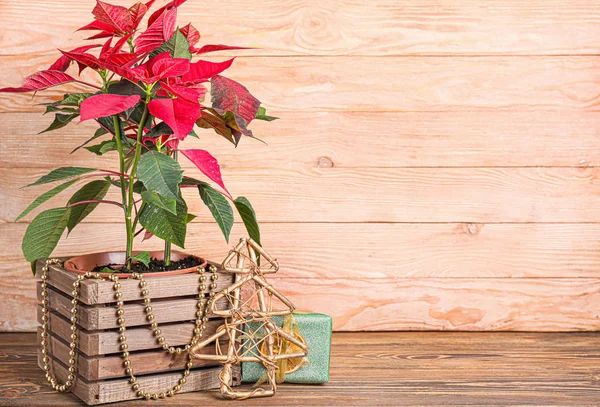 Kerst bloem poinsettia op houten tafel — Stockfoto