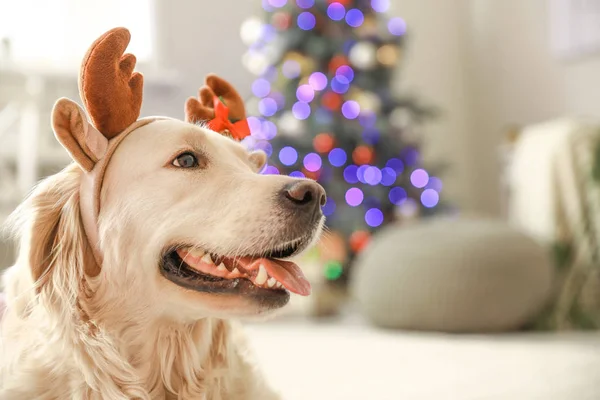 Lindo perro con cuernos de ciervo en la habitación decorada para Navidad —  Fotos de Stock