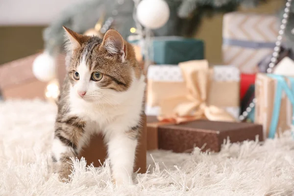 집에 있는 크리스마스 선물 함에 있는 귀여운 고양이 — 스톡 사진