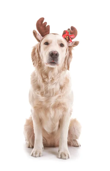 Cão engraçado bonito com chifres de veado de Natal no fundo branco — Fotografia de Stock