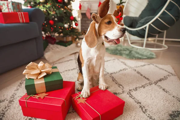 Geyik boynuzlarıyla sevimli bir köpek ve Noel için dekore edilmiş hediyeler.