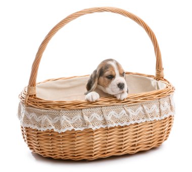 Beyaz arka planda sepetteki şirin köpek yavrusu.