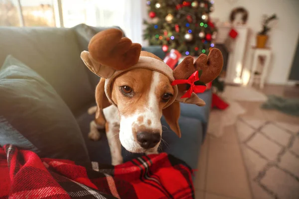 Niedlicher Hund mit Hirschhörnern im weihnachtlich dekorierten Zimmer — Stockfoto