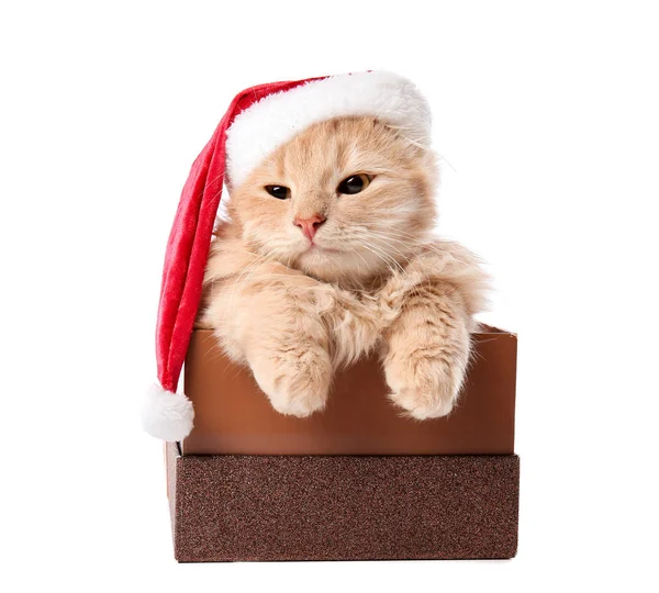 Roztomilý legrační kočka s kloboukem Santa v dárkové krabici na bílém pozadí — Stock fotografie
