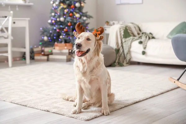 Drăguț câine cu coarne de cerb în cameră decorat pentru Crăciun — Fotografie, imagine de stoc