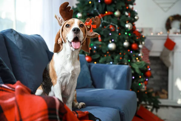 Aranyos kutya szarvas szarvak a szobában díszített karácsonyra — Stock Fotó