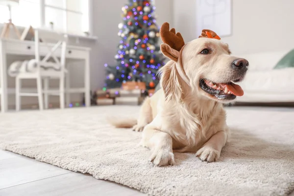 Niedlicher Hund mit Hirschhörnern im weihnachtlich dekorierten Zimmer — Stockfoto