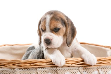 Beyaz arka planda sepetteki şirin köpek yavrusu.