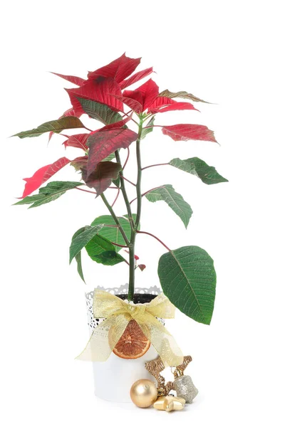 Christmas flower poinsettia on white background — Stock Photo, Image
