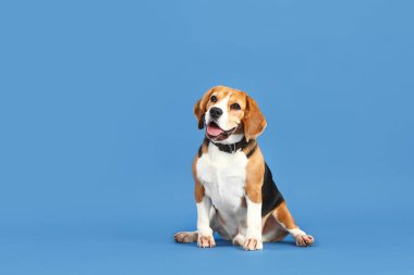 Renkli sevimli Beagle köpeği