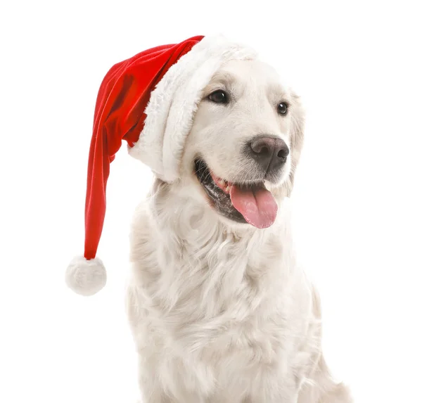 Beyaz arka planda Noel Baba şapkalı sevimli bir köpek. — Stok fotoğraf