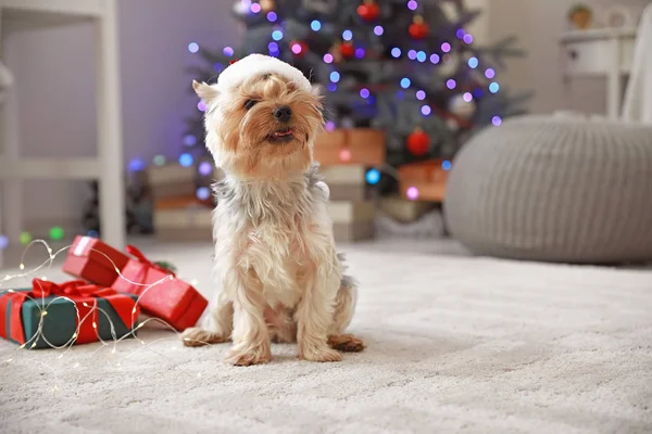 Симпатичная собака в шляпе Санта-Клауса и рождественские подарки в номере — стоковое фото