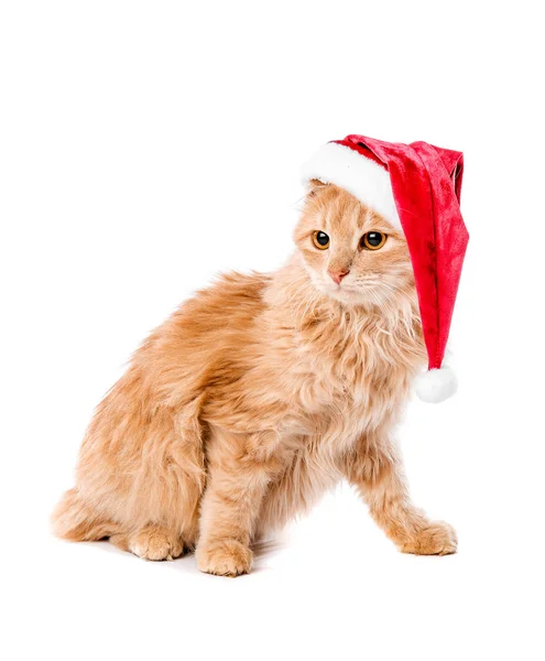Cute funny cat in Santa hat on white background — Stock Photo, Image
